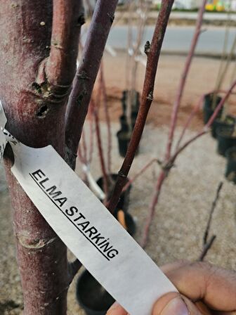 5 YAŞ STARTİNG ELMA AĞACI SAKSILI