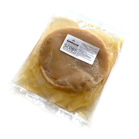 Kombuçça Organik Kombucha Mantarı Kombuça SCOBY - Kombu Çayı - Kambuça Kültürü Mayası