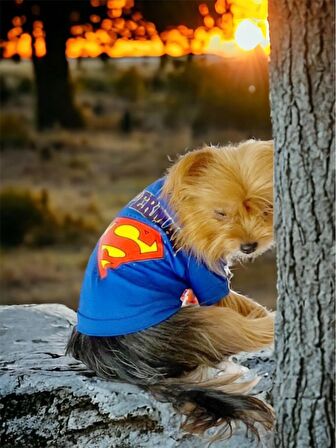 Superman Köpek Tişört Köpek Kıyafeti