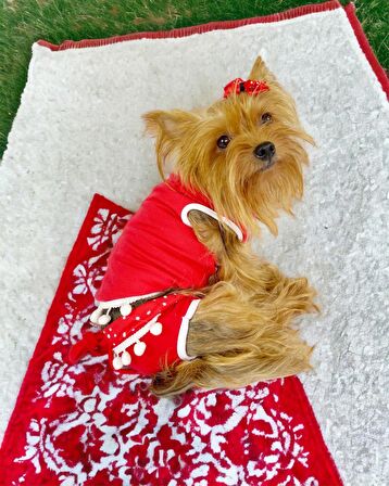 Frilly Pop Tişört ve İç Çamaşırı Set Köpek Kıyafeti Köpek Kostümü