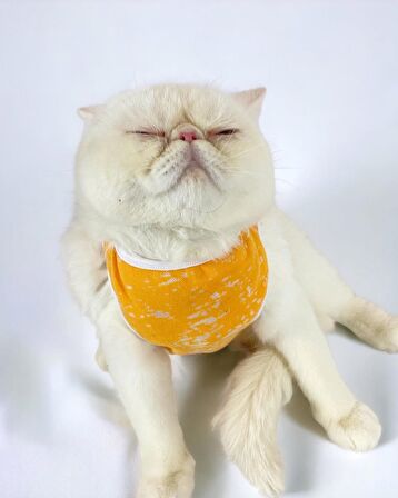 Orange Stripe Atlet Kedi Kıyafeti Kedi Elbisesi