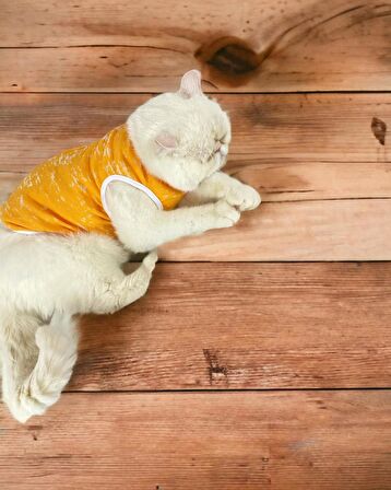 Orange Stripe Atlet Kedi Kıyafeti Kedi Elbisesi