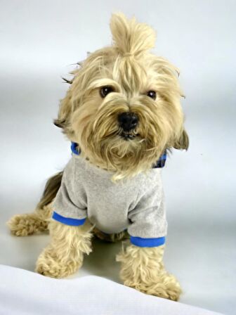 Blue Line Kapşonlu Sweatshirt Köpek Kıyafeti Köpek Elbisesi 