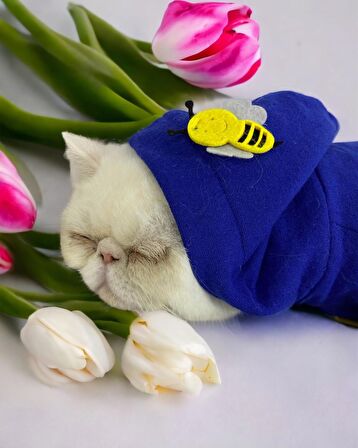 Navy Bee Kedi Tulumu Kedi Kıyafeti
