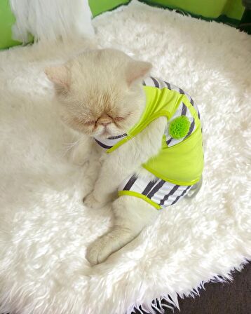 Lime Fuzz Tişört ve İç Çamaşırı Set Kedi Kıyafeti Kedi Kostümü