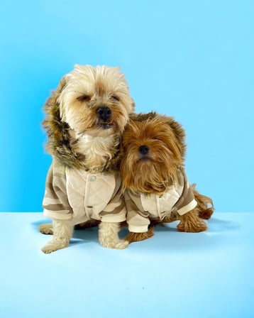 Kamuflaj Comfy Köpek Montu, Köpek Ceketi, Köpek Dış Giyim
