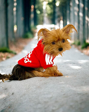 Red Adidog Kapşonlu Sweatshirt Köpek Kazağı