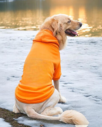Orange Kapşonlu Sweatshirt, Orta ve Büyük Irklar İçin