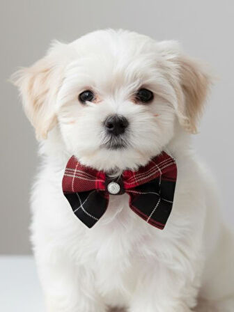 Aristokrat Ekose Silver Köpek Papyonu Tasma Yılbaşı 