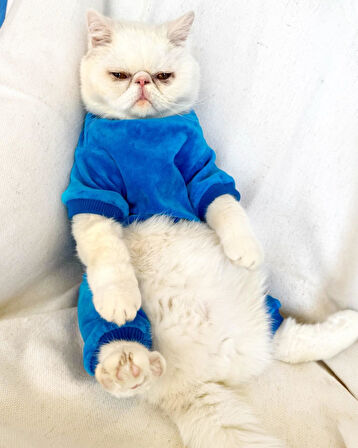 Blue Seas Kedi Tulum Pijama