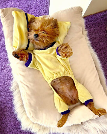 Sunny Teddy Tulum Yastık Takım Uyku Set Köpek Tulum Elbise