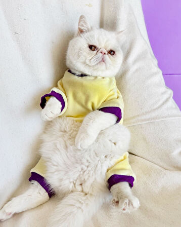Sunny Teddy Kedi Tulum Pijama