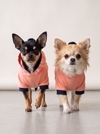 Peachy Pink Köpekler için Polar Sweatshirt