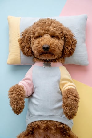 Bubbles Pastel Köpek Uyku Takımı | Mini Yastıklı Şeker Renkli Yazlık Köpek Pijama Seti | Küçük Irklar İçin
