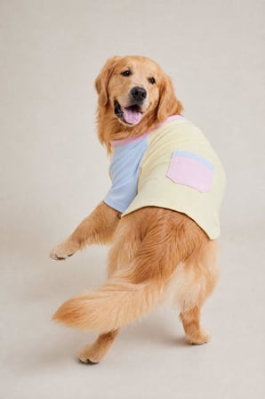 Soft Sun Orta ve Büyük Irk Köpek Tişörtü | Lacivert Kırmızı Yazlık Köpek Kıyafeti