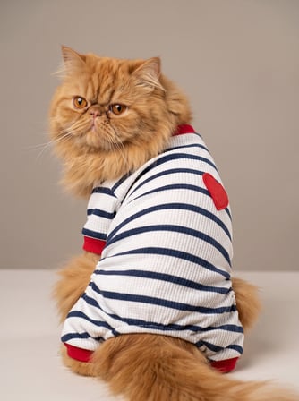 Mon Amour Çizgili Kedi Tulumu | Pamuklu Penye Kedi Kıyafeti | Küçük Irklar İçin | Tüy Dökülmesini Azaltır