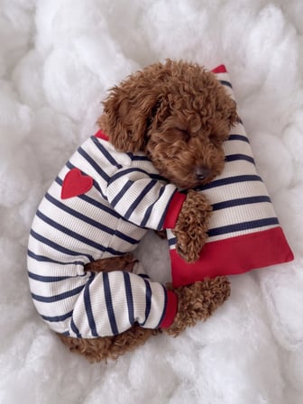 Mon Amour Çizgili Köpek Uyku Takımı | Pamuklu Penye Köpek Tulumu ve Mini Yastık | Küçük Irklar İçin | Tüy Dökülmesini Azaltır