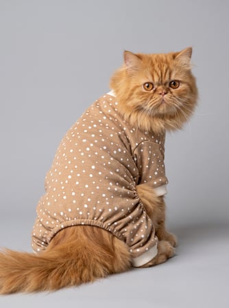 Latte Sprinkles Kedi Tulumu | Pamuklu Penye Kedi Kıyafeti | Küçük Irklar İçin | Tüy Dökülmesini Azaltır