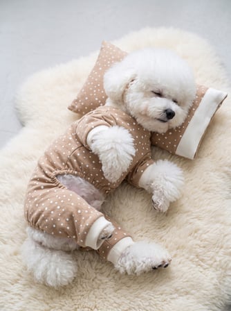 Latte Sprinkles Köpek Uyku Takımı | Pamuklu Penye Köpek Tulumu ve Mini Yastık | Küçük Irklar İçin | Tüy Dökülmesini Azaltır