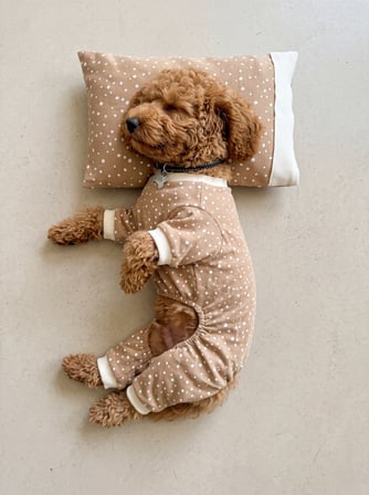 Latte Sprinkles Köpek Uyku Takımı | Pamuklu Penye Köpek Tulumu ve Mini Yastık | Küçük Irklar İçin | Tüy Dökülmesini Azaltır