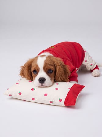 Tatlı Çilek Köpek Rüyası | Pamuklu Çilekli Köpek Tulumu, Kırmızı Sweatshirt ve Mini Yastık | 3 Parça