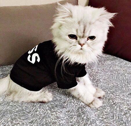 Boss Kedi Tişört 