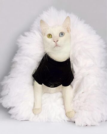 Patron Boss Siyah Kedi Tişörtü 