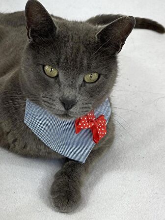 Dinner Date Red Kedi Bandana, Fular, Kedi Kıyafeti Kedi Elbisesi, Kedi Tasması