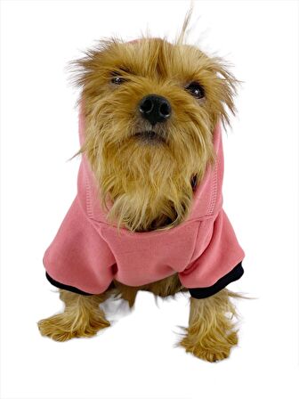 Student Rabbit Sweatshirt Köpek Kıyafeti Köpek Elbisesi