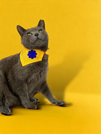 Yellow Blue Kedi Bandana, Fular, Kedi Kıyafeti Kedi Elbisesi, Kedi Tasması