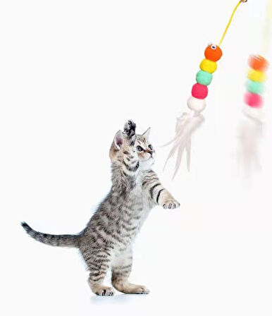 KENPAZAR Elastik Kendinden Yapışkanlı Solucan Kedi Oltası