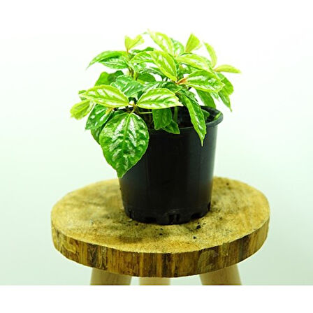 Topçu, Aliminyum Çiçeği, Karyağdı Çiçeği Pilea Cadierei 10-20 cm