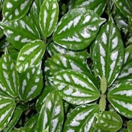 Topçu, Aliminyum Çiçeği, Karyağdı Çiçeği Pilea Cadierei 10-20 cm