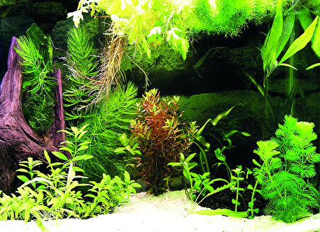 Kanki Pet KP5540036 Akvaryum Arka Fon Yapıştırma 55 x 40 CM