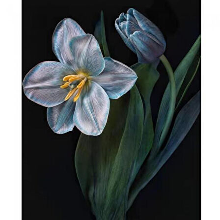 Canvas Yaşam Çiçeği 2 Sayılarla Boyama  Seti  Kasnaklı 40 x 50 cm