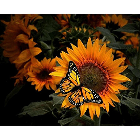 Canvas Kelebek Ve Ayçiçek Sayılarla Boyama Seti  Kasnaklı 40 x 50 cm