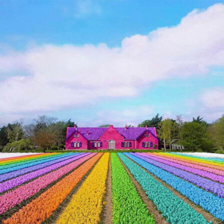 Canvas Gökkuşağı Bahçesi Sayılarla Boyama Seti  Kasnaklı 40 x 50 cm