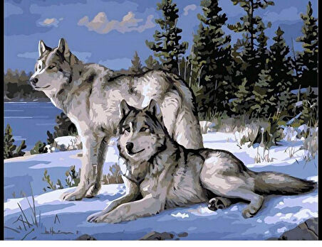 Canvas Kurt Bakışı Sayılarla Boyama Seti Kasnaklı 40 x 50 cm