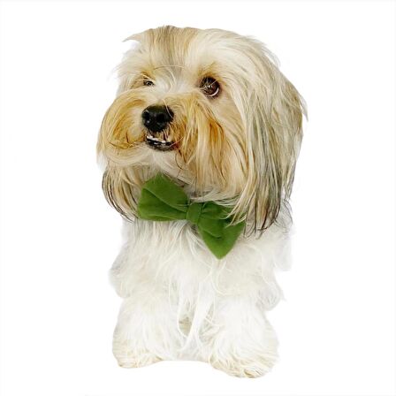 Green Fluff Köpek Papyonu Köpekler için papyon