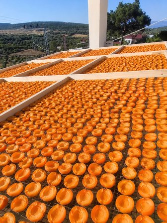 Kiraz Bahçesi Gün Kurusu Çağatay Kayısı (500 g) – Güneşte Kurutulmuş Doğal Köy Kayısı