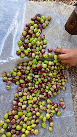 Dalından Sofraya Doğal El Kırması Yeşil Zeytin (Hacınuhlu Köyü)