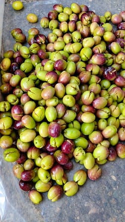 Dalından Sofraya Doğal El Kırması Yeşil Zeytin (Hacınuhlu Köyü)