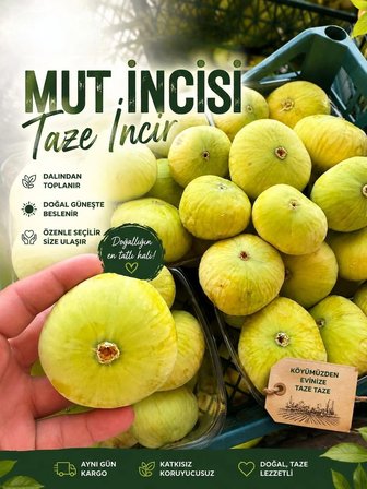 Kiraz Bahçesi Doğal Mut İncisi İnciri – Bahçe Hasadı