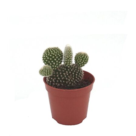 Opuntia - Kaynana Dili Kaktüs (Beyaz Dikenli) - 8,5 Cm Plastik Saksıda