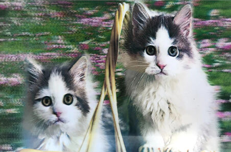 Leyloş 5d Elmas Boyama Kedi Tablosu