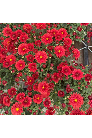Kasımpatı Saksı’da (chrysanthemum) Kırmızı Renk 10-20 cm