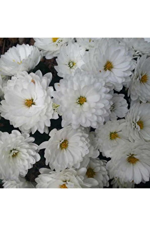 Beyaz Renk Kasımpatı Çiçeği Fidanı 15-25 Cm Saksılı Çiçekli Bodur White Chrysanthemum