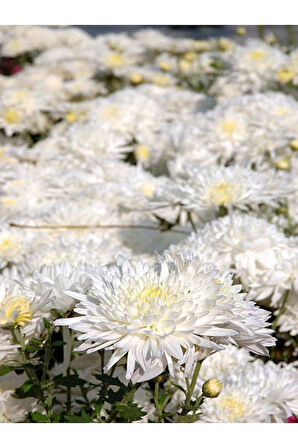 Beyaz Renk Kasımpatı Çiçeği Fidanı 15-25 Cm Saksılı Çiçekli Bodur White Chrysanthemum