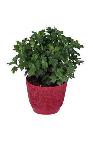 Beyaz Renk Kasımpatı Çiçeği Fidanı 15-25 Cm Saksılı Çiçekli Bodur White Chrysanthemum