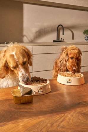 Kito Kuzu Etli Yetişkin Köpek Maması 15 Kg + 6 Adet Kito Fresh Hindi Etli %100 Taze İçerikli Mama